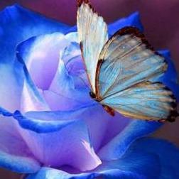 Bluebutterfly