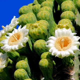 SaguaroBoxer