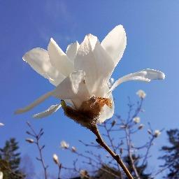 sapphiremagnolia