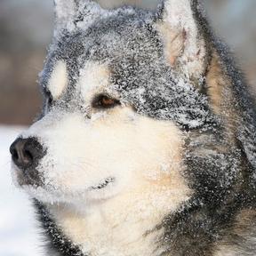 urunosnowdog